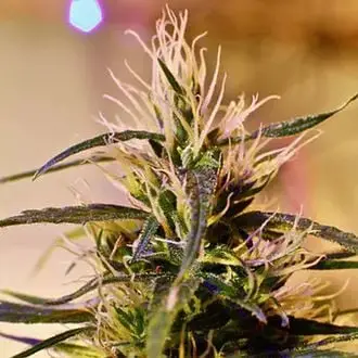 Beldia cannabis seeds
