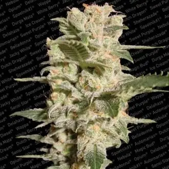 Belladonna cannabis seeds by Paradise Seeds
