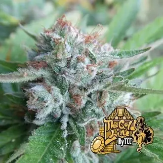 Bellini cannabis seeds