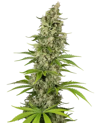 Béluga Blanc cannabis seeds