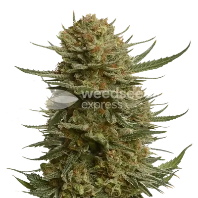 Berner's Cookies cannabis seeds