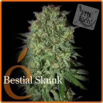 Bestial Skunk cannabis seeds by Elite Seeds