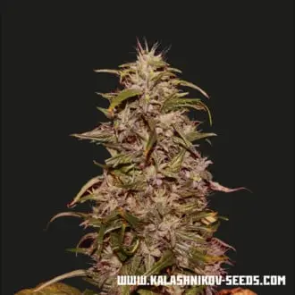 Big Altai Sativa Express cannabis seeds