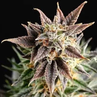 Big Band cannabis seeds