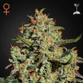 Big Bang cannabis seeds by Greenhouse Seeds