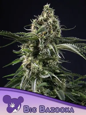 Big Bazooka cannabis seeds