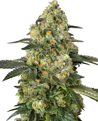 Big Berry Bliss cannabis seeds
