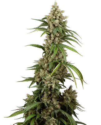 Big Berry Boom Boom cannabis seeds