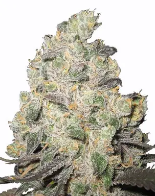 Big Blue Cheese Cannabis cannabis seeds