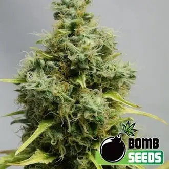 Big Bomb cannabis seeds by Bomb Seeds