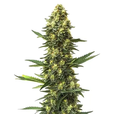 Big Bud Fast Version cannabis seeds