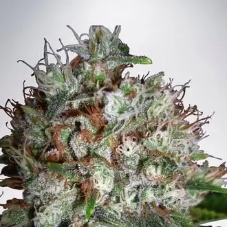 Big Bud XXL cannabis seeds by Ministry of Cannabis