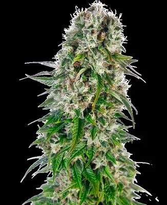 Big Bud cannabis seeds