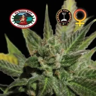 Big Buddha Cheese cannabis seeds