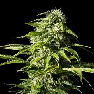 Big Bull cannabis seeds