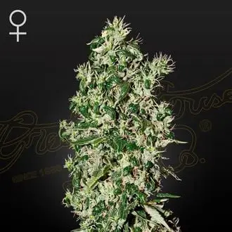 Big Tooth cannabis seeds by Strain Hunters