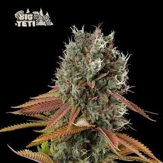 Big Yeti cannabis seeds by Seedstockers