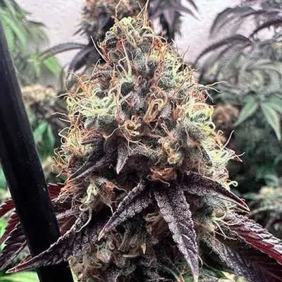 Bilbo Pound Cake cannabis seeds