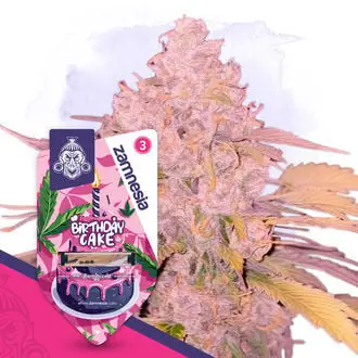 Birthday Cake cannabis seeds by Zamnesia Seeds