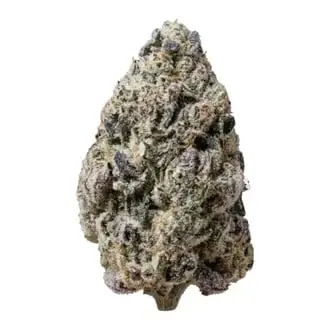 Biscotti Gelato cannabis seeds by Fastbuds