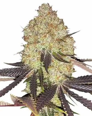 Biscotti cannabis seeds by MSNL