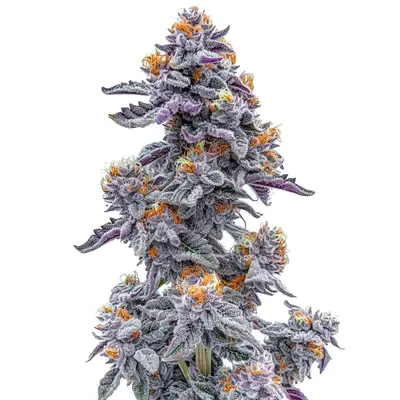 Black and White Cookie cannabis seeds by Blimburn Seeds