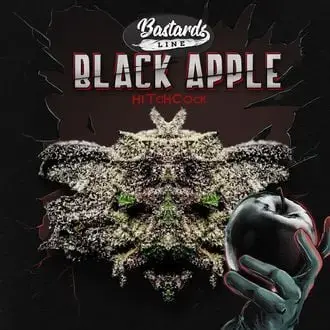 Black Apple Hitchcock cannabis seeds by T.H. Seeds