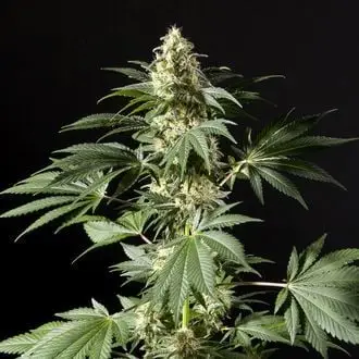 Black Bomb cannabis seeds