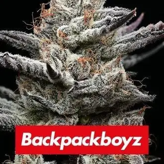 Black Cherry Gushers cannabis seeds by Barney's Farm