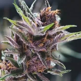 Black Cherry Punch cannabis seeds