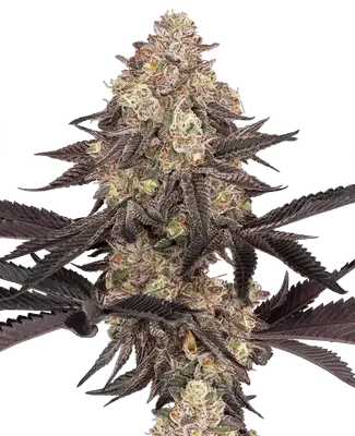 Black Cherry Reserve cannabis seeds