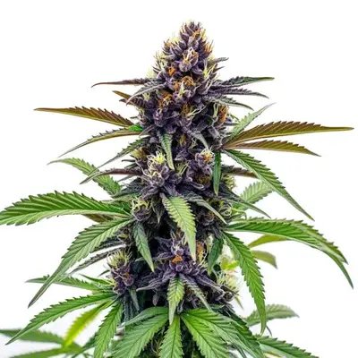 Black Cherry Soda cannabis seeds by Blimburn Seeds