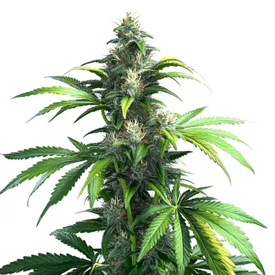 Black Demon OG cannabis seeds by Blimburn Seeds