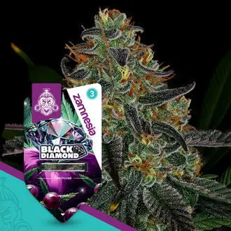 Black Diamond cannabis seeds by Zamnesia Seeds