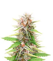 Black Domina Fast Version cannabis seeds