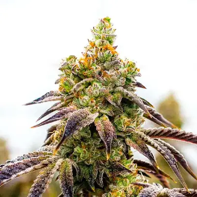 Black Domina x Afghan Kush cannabis seeds