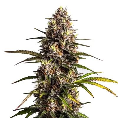 Black Domina x Banana Kush cannabis seeds