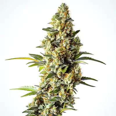 Black Domina x Scott's OG cannabis seeds