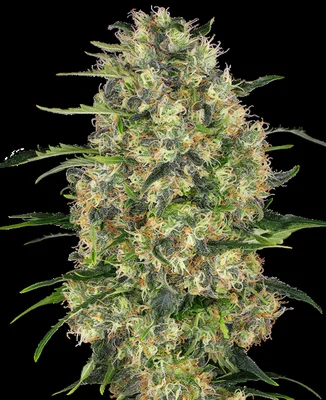 Black Domina cannabis seeds