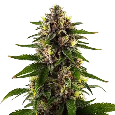 Black Dominia Fast Version cannabis seeds