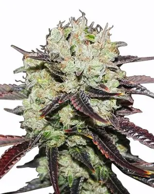 Black Domino cannabis seeds