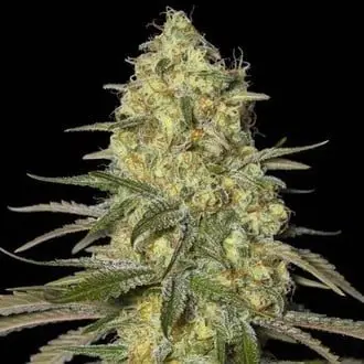 Black Dream cannabis seeds