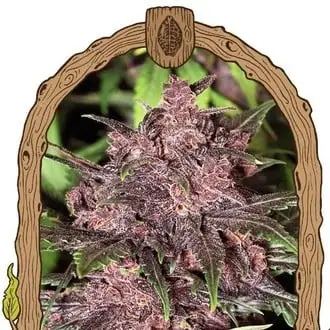 Black Haze cannabis seeds by Exotic Seed