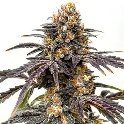 Black Hulk cannabis seeds by Blimburn Seeds