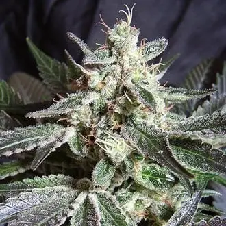 Black Jack cannabis seeds by Sweet Seeds