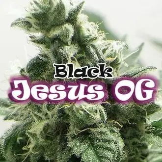 Black Jesus OG cannabis seeds by Dr. Underground