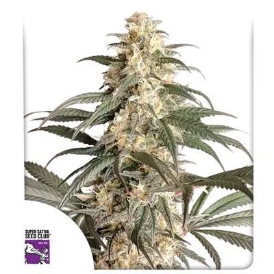 Black Lebanon cannabis seeds