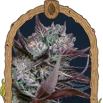 Black Lemon cannabis seeds by Exotic Seed