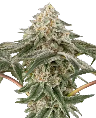 Black Lily cannabis seeds