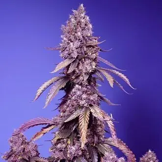 Black Muffin F1 Fast Version cannabis seeds